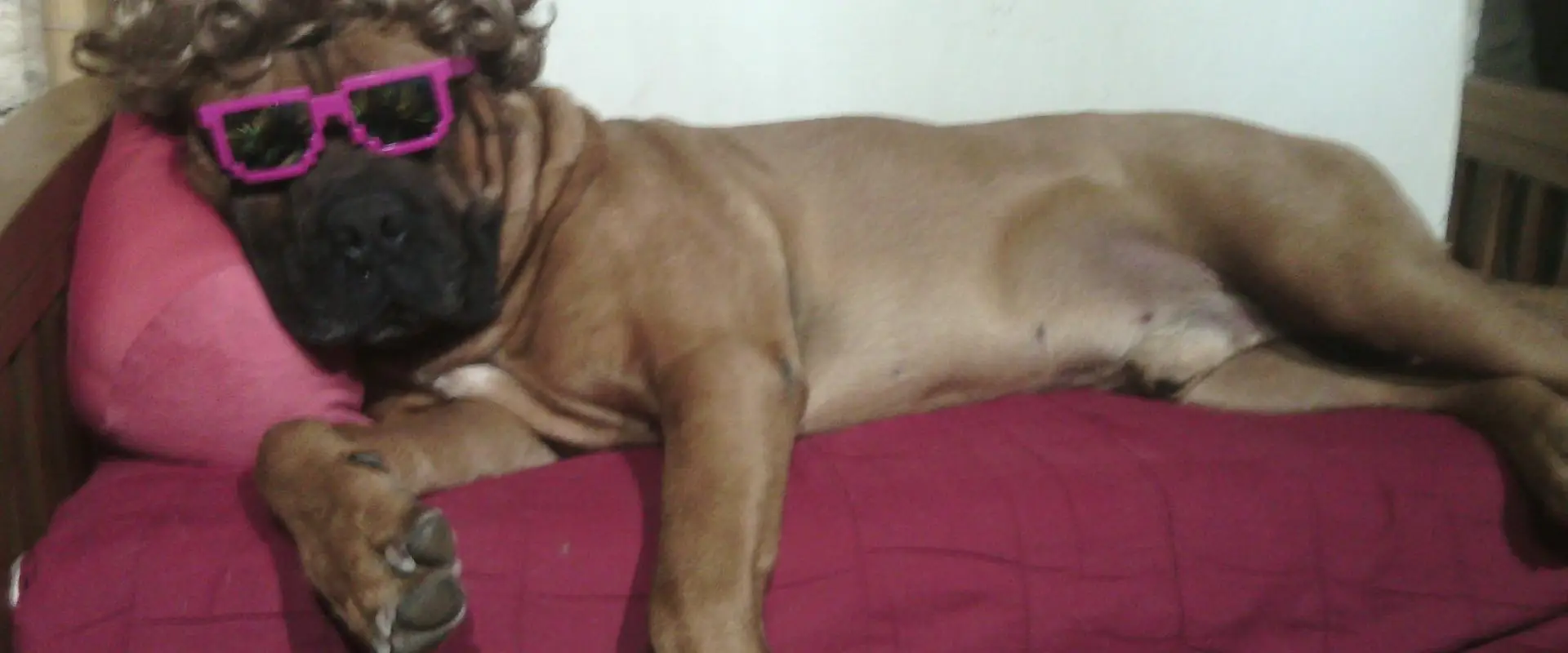 Cool Dog Comportementaliste Canin. Christophe Veil