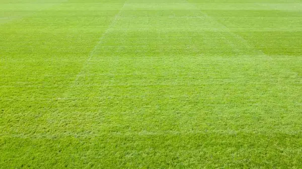 Peterborough Lions Rugby Club