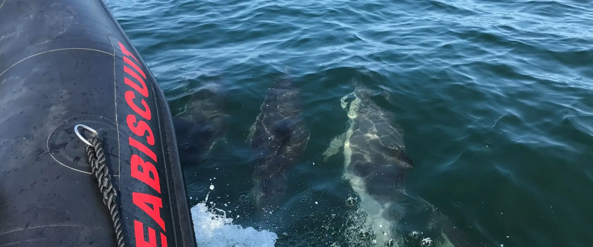 Severnside Sub-Aqua Club (BSAC Bristol SCUBA Branch No. 364)