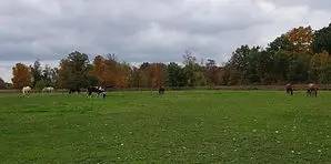 Shady Maple Stables