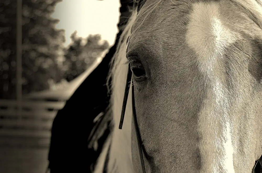Quarter Valley Stable