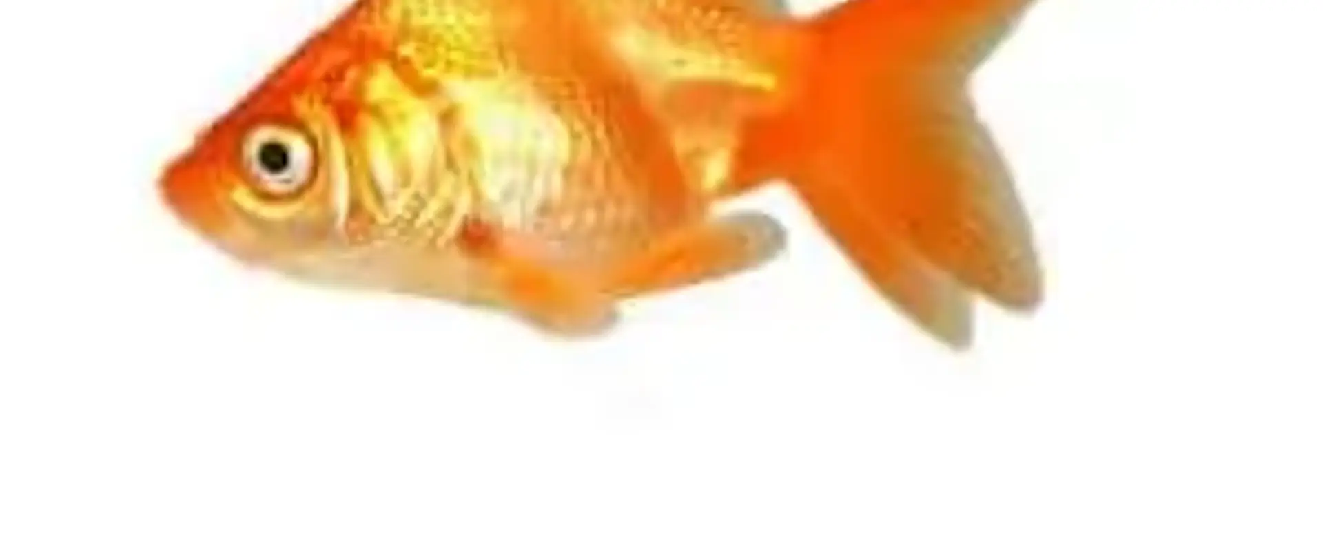 Newport Pets