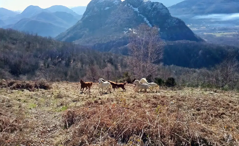 Chevauchées sauratoises, La Ferme Equestre de Thomas et Elsa