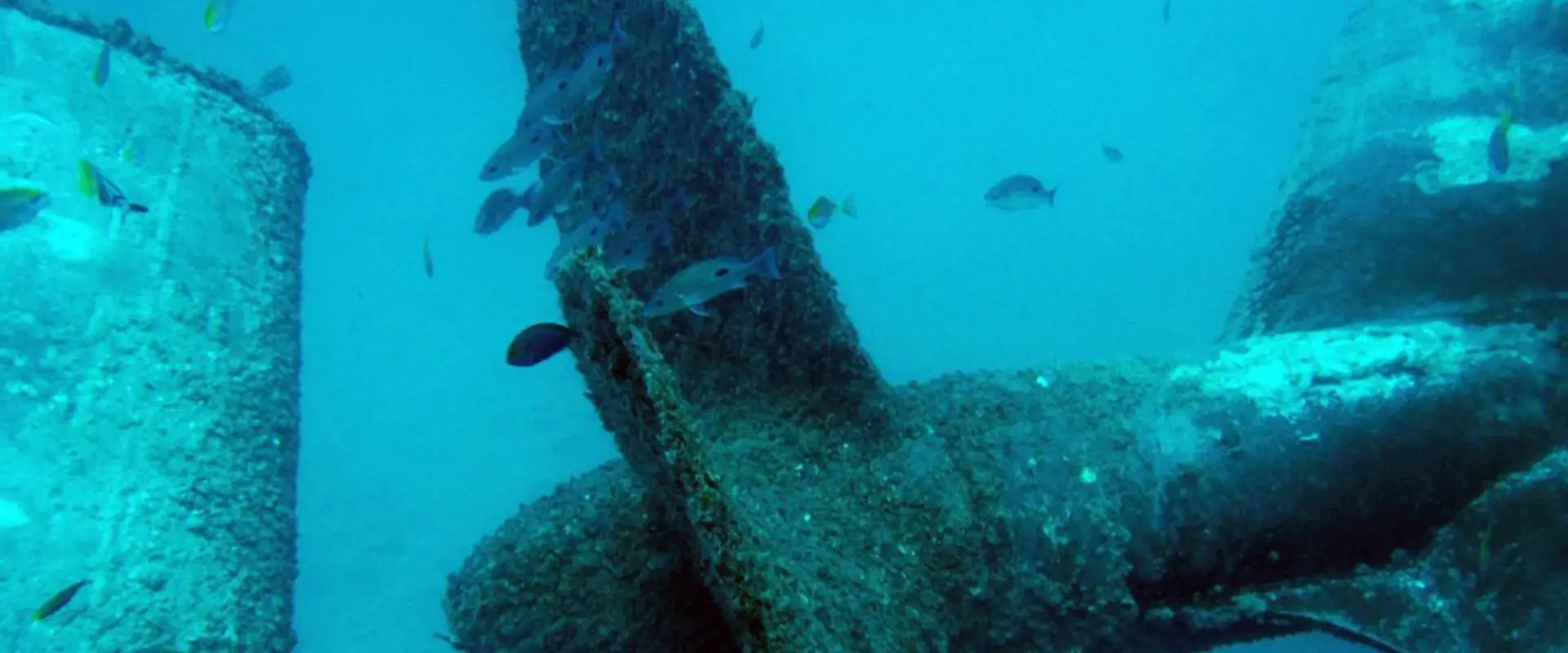 DiveRACE Liveaboard