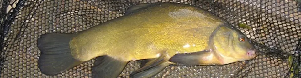 Laybourne Lakes