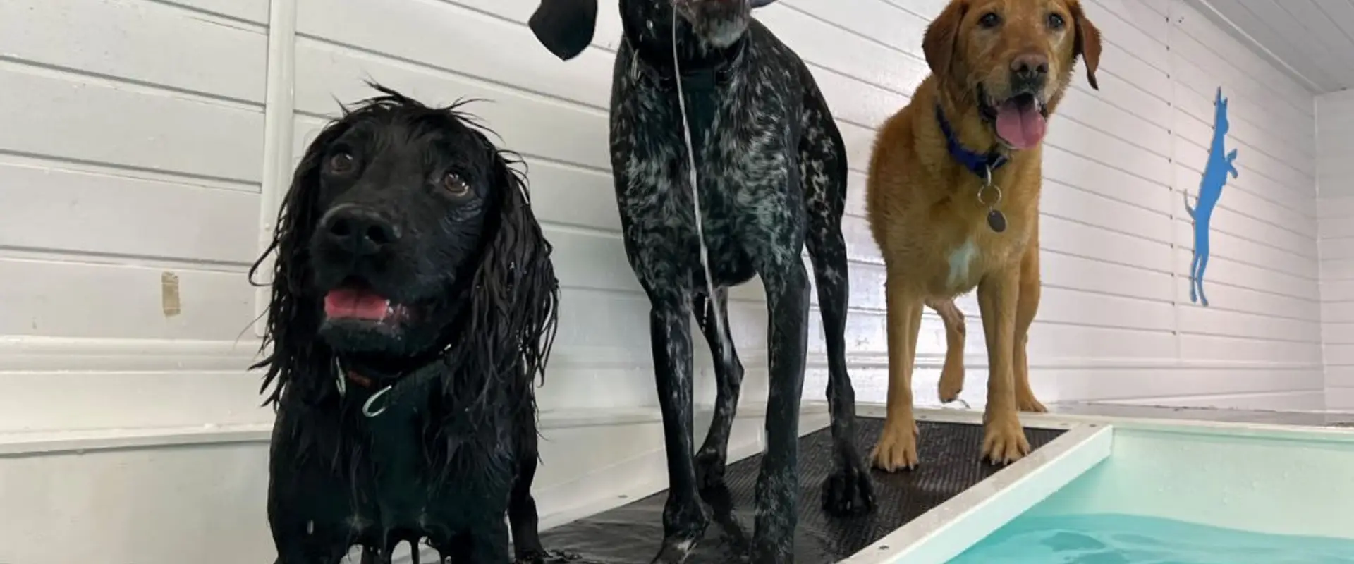 Sedgemoor Doggy Splash