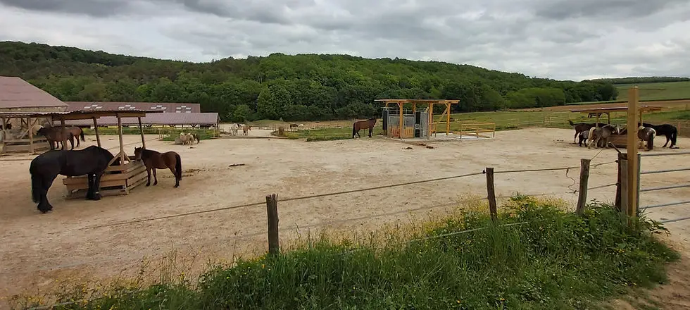 EQUITATION ETHOLOGIQUE LA CHARBONNIERE