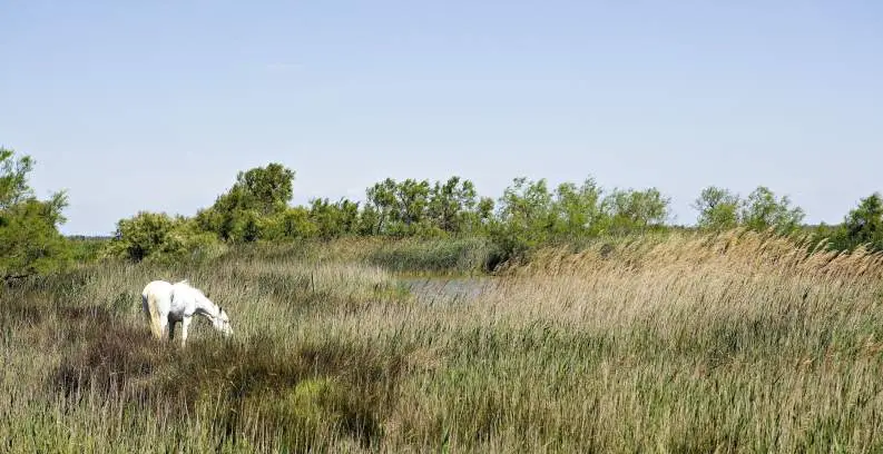 Hotel Les Arnelles - Hotel & Restaurant Camargue