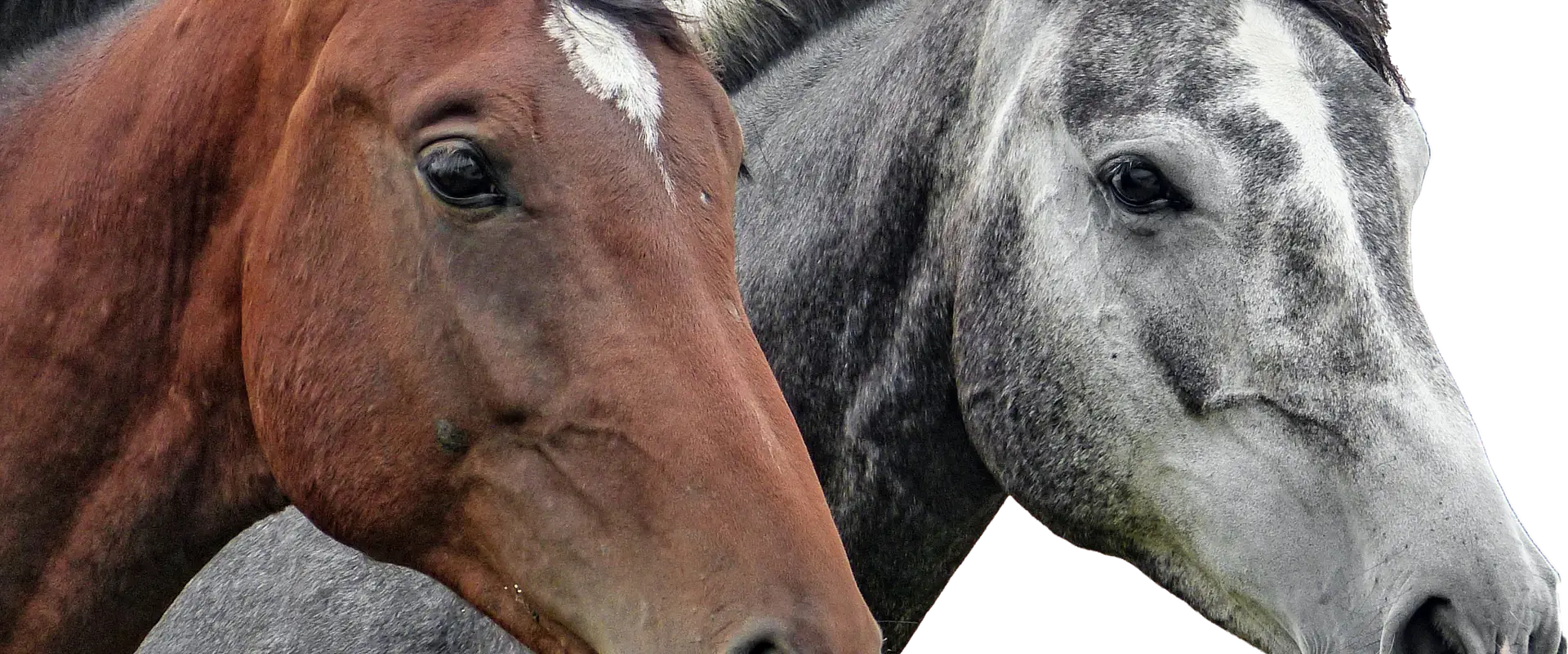 ECURIES DU LYS