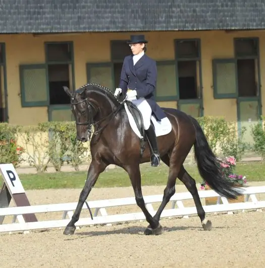 CLK Dressage