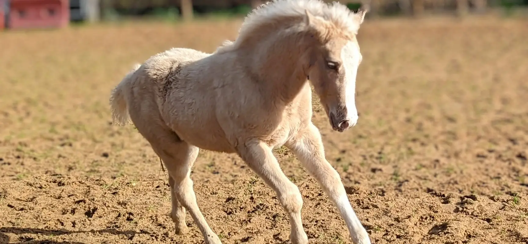 Livestock Des Morins