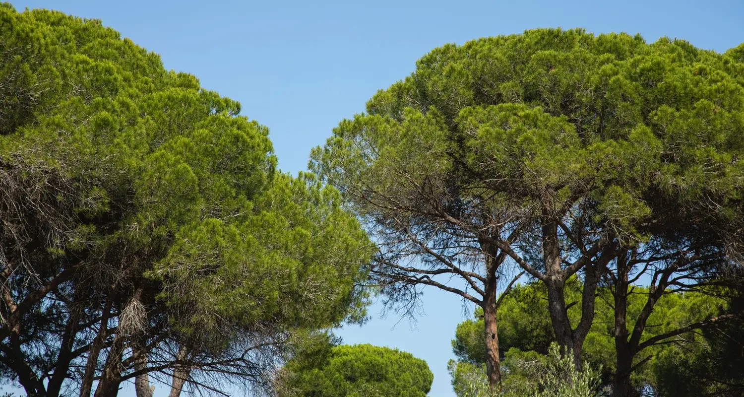 Camping Nature l'Airial Soustons