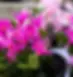 Colasanti's Tropical Gardens