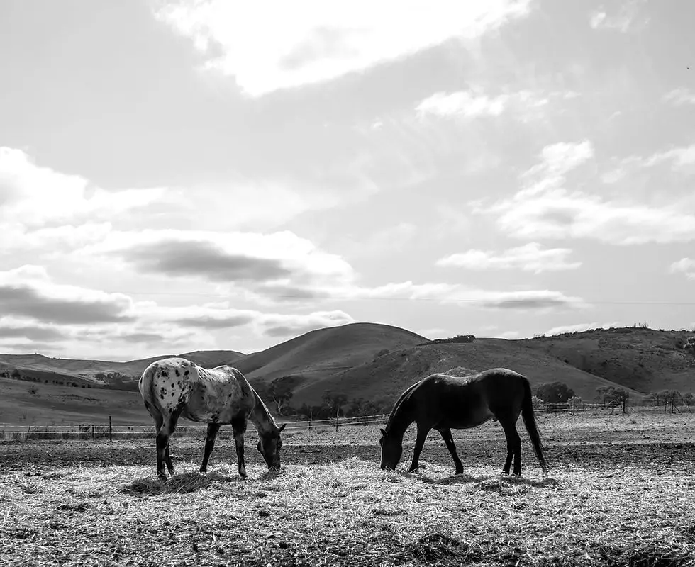 RUSTYS RIDING RETREAT