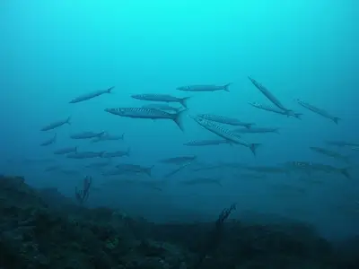 Alpha Sub - Club et cours de plongée - ANTIBES CANNES