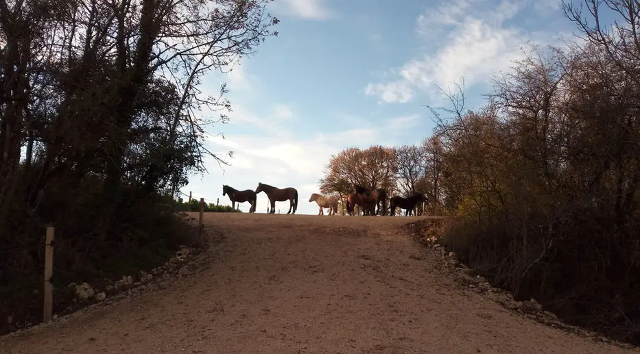 Les Chevaux De Beltane