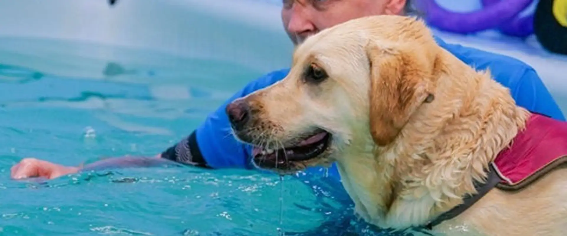 K9 Aquacise & Hydrotherapy
