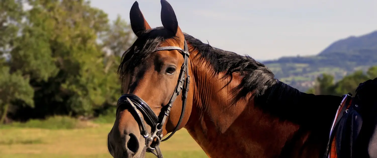 Learning With Horses Scotland