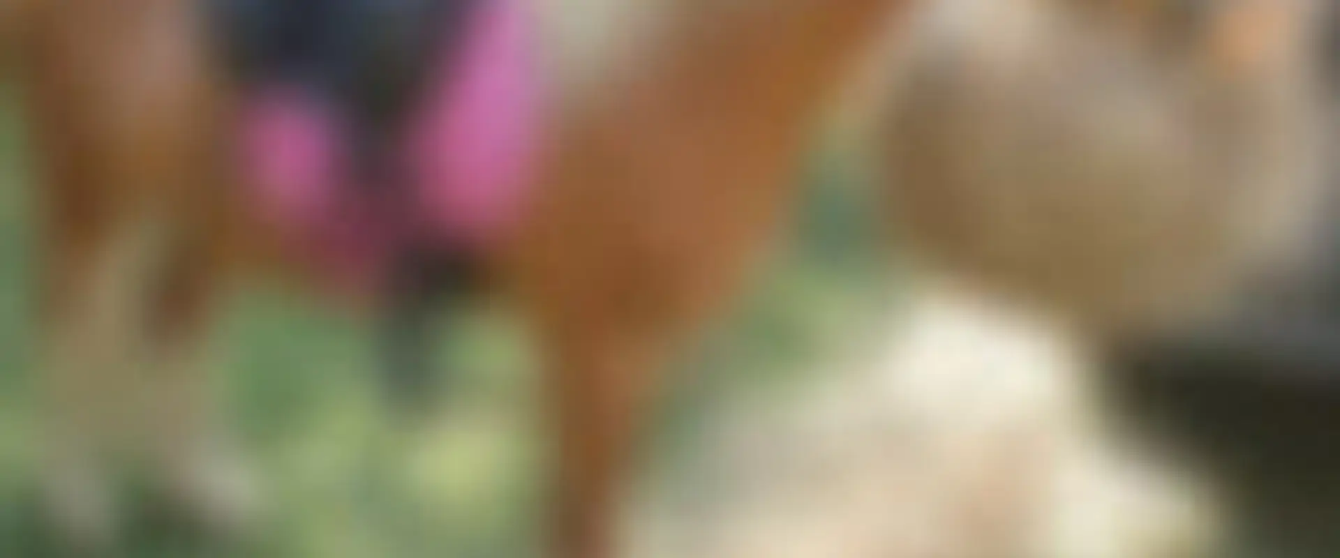 Scooty Wooty's Pony Riding & Parties