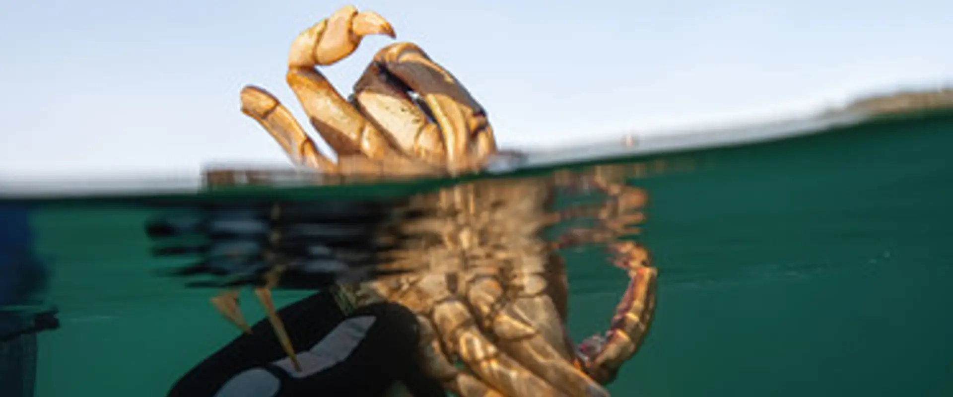 Freedive BC