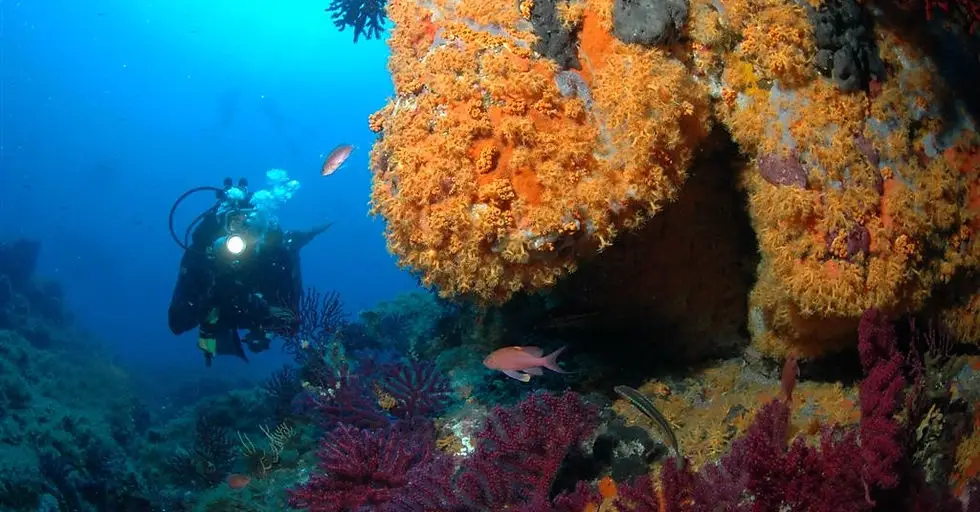Diving Club de Cannes