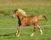 ECOLE D EQUITATION DU MENUSE