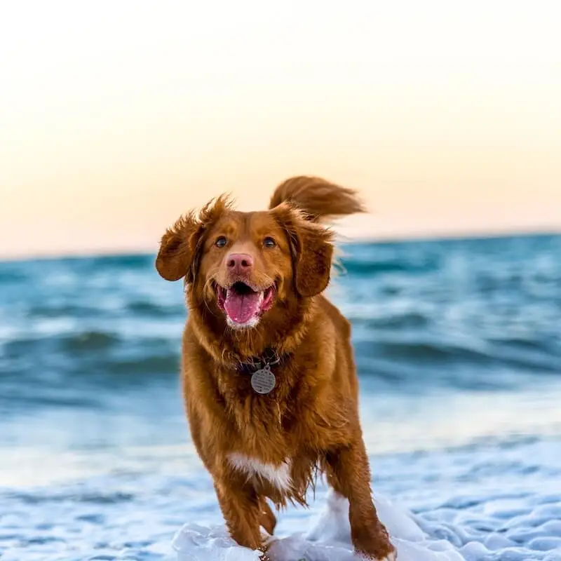 Active Paws Rehab