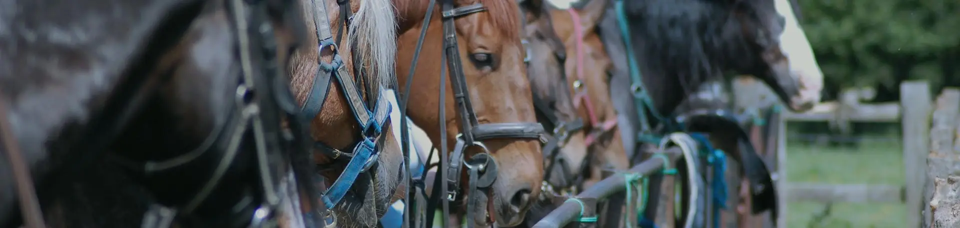 Tally Ho Stables