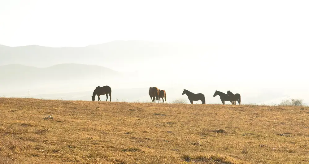 EquiFARM