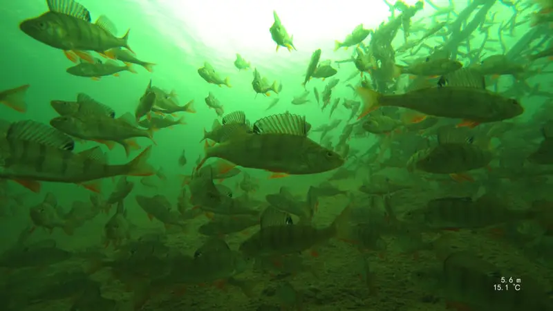 Eden Valley Divers