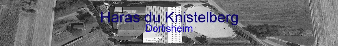 Stud Du Knistelberg