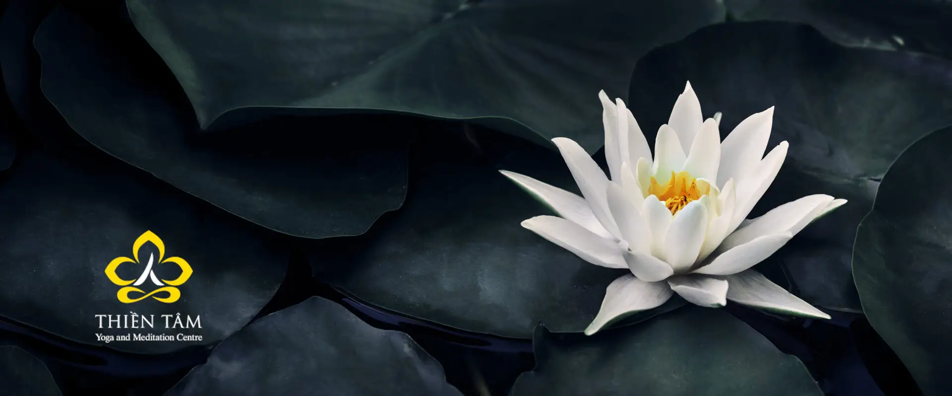 Thien Tam - Yoga and Meditation Centre