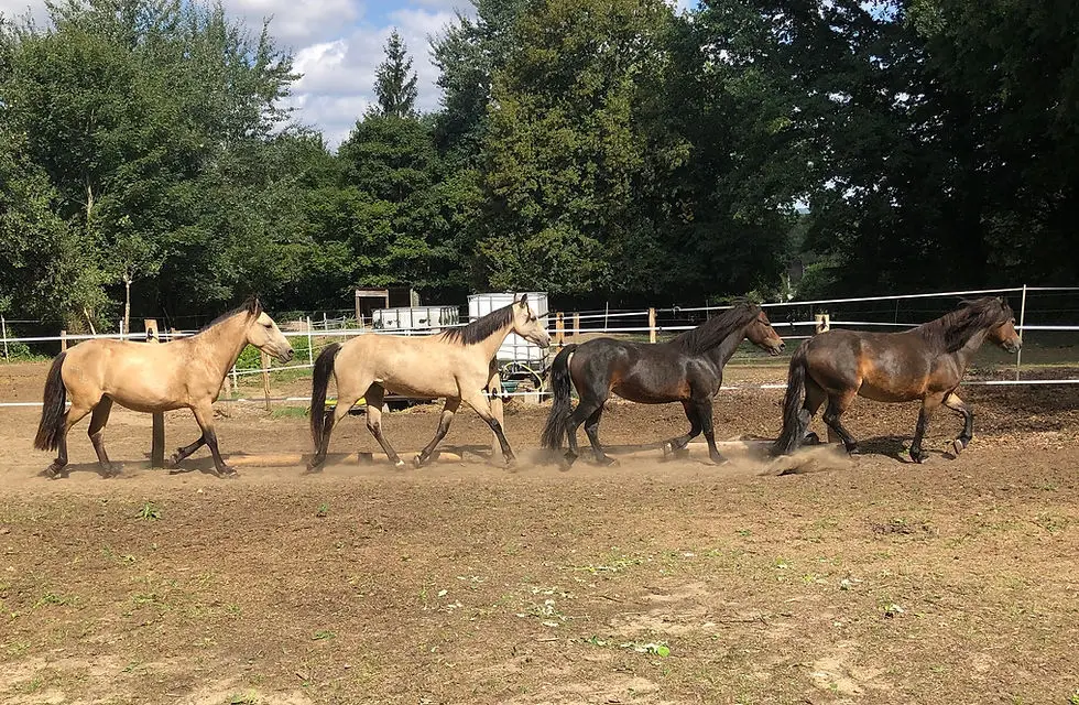 Les Poneys De Choisy