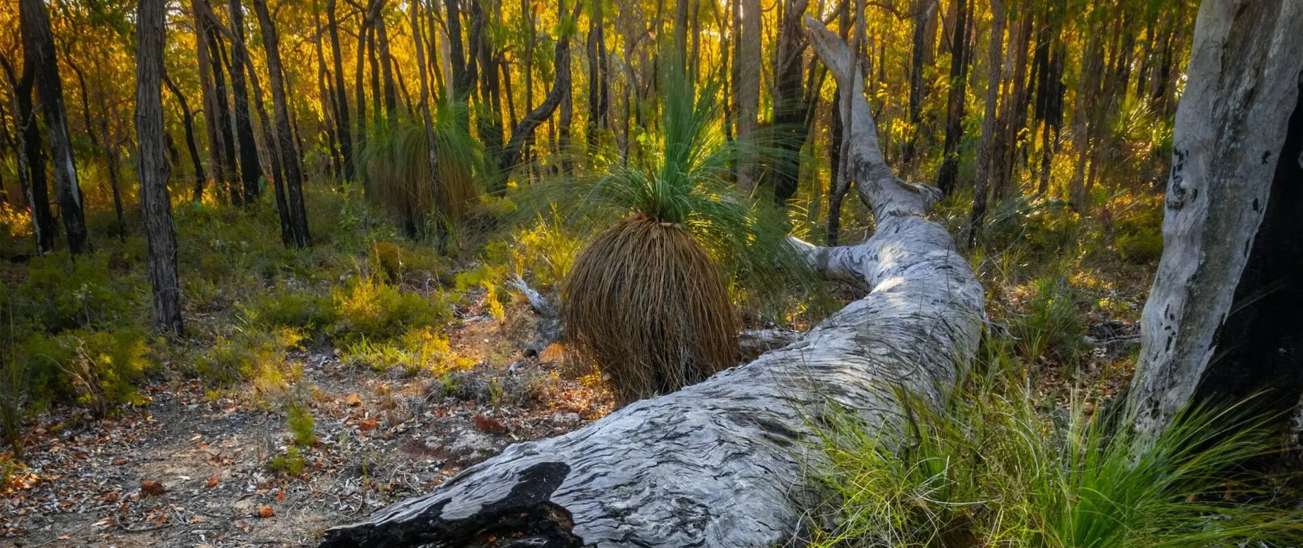 Kostera Reserve