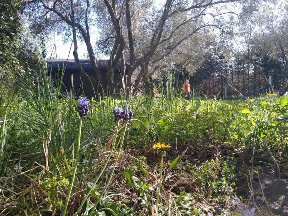 The Inner Garden