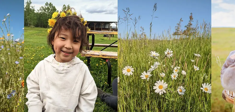 Wildflower Community Farm
