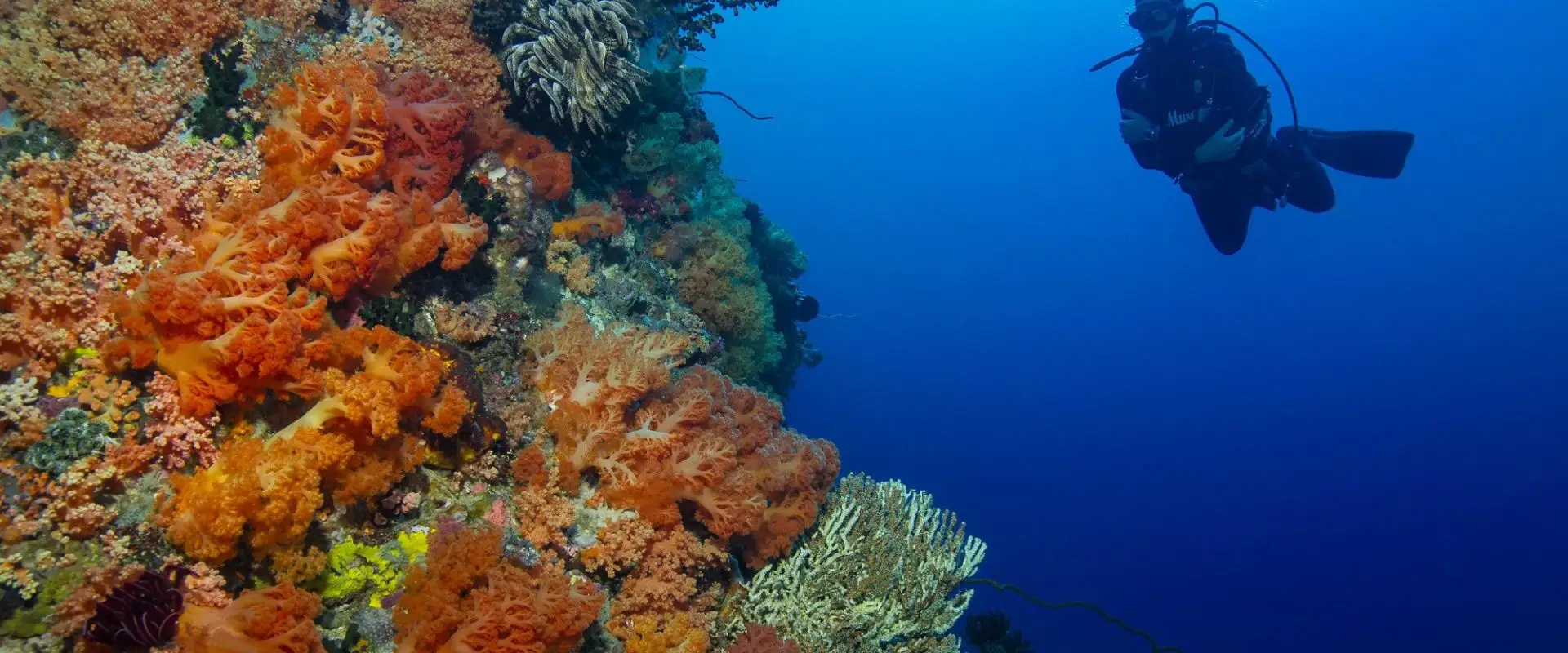Gill Divers