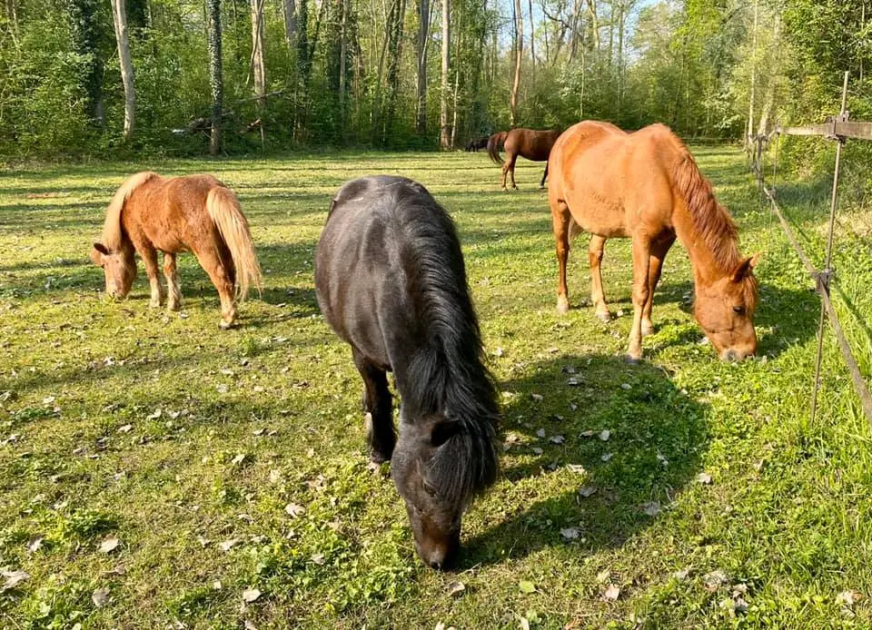 Equisports