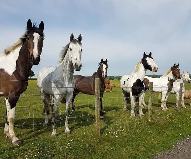 Owl House Stables