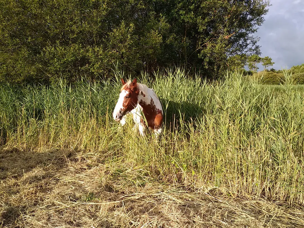 Space Equestrian Du Marais De Bréjat