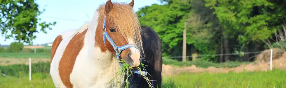 Area Equestrian De Valaly