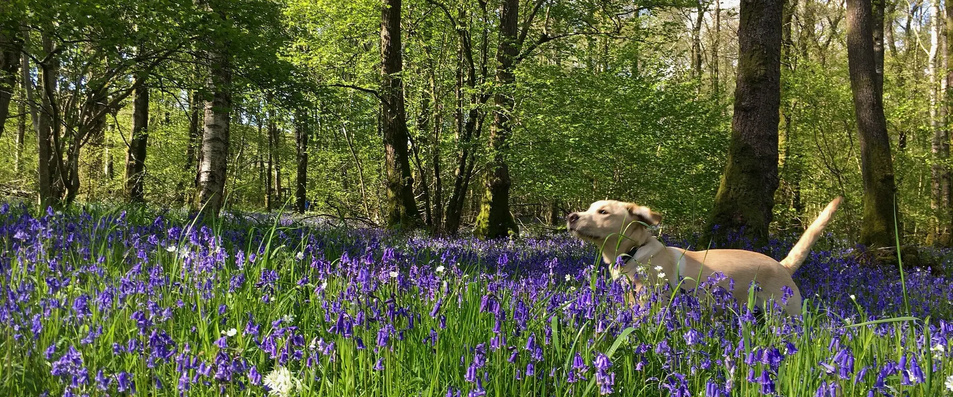 Tarn Green Yoga