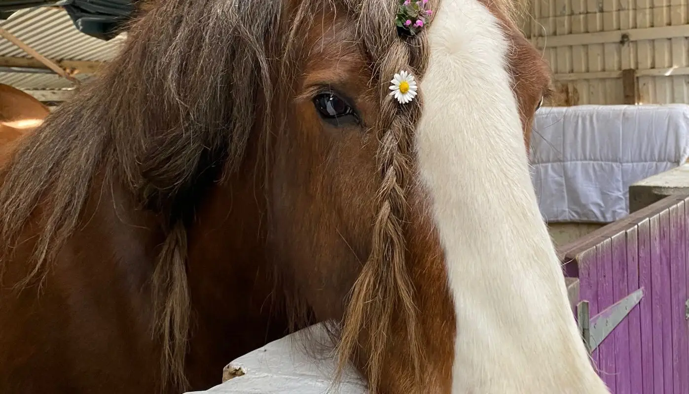 Holistic Horse & Pony Centre