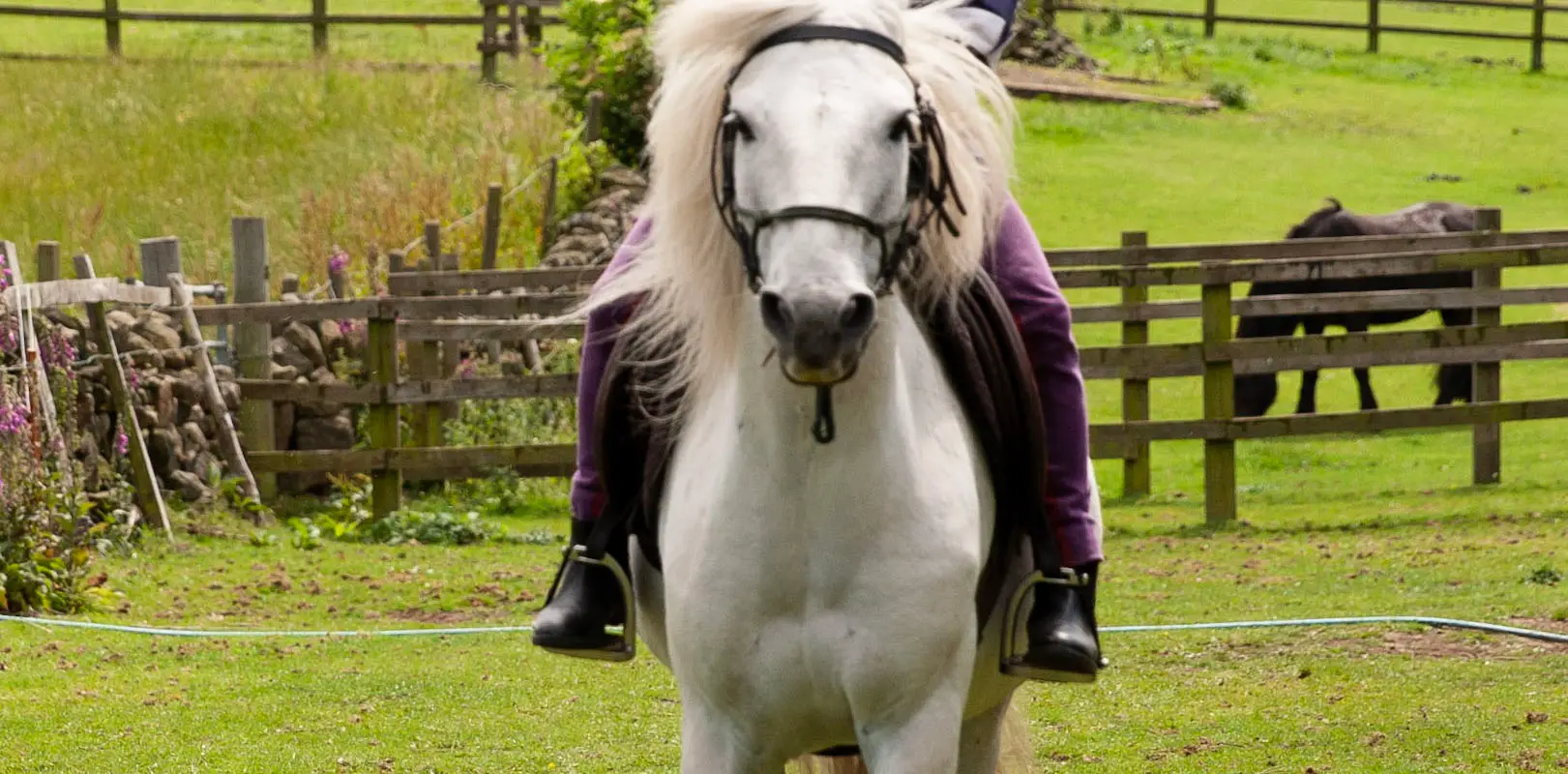 Think Like a Pony