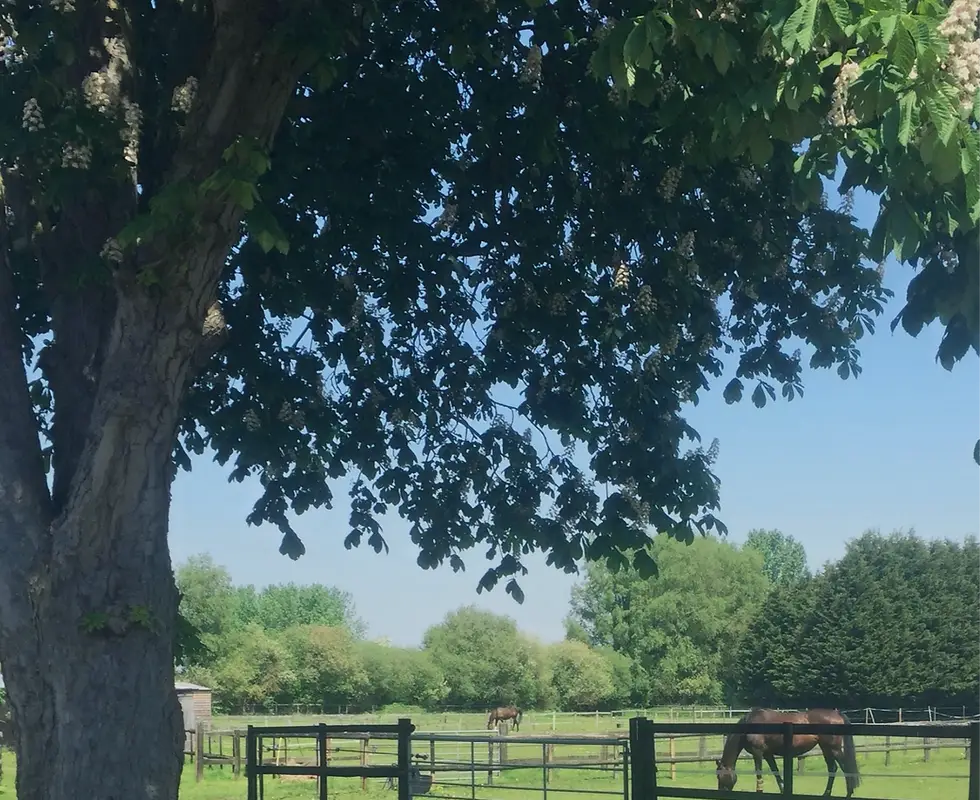 Harlequin Farm Stables