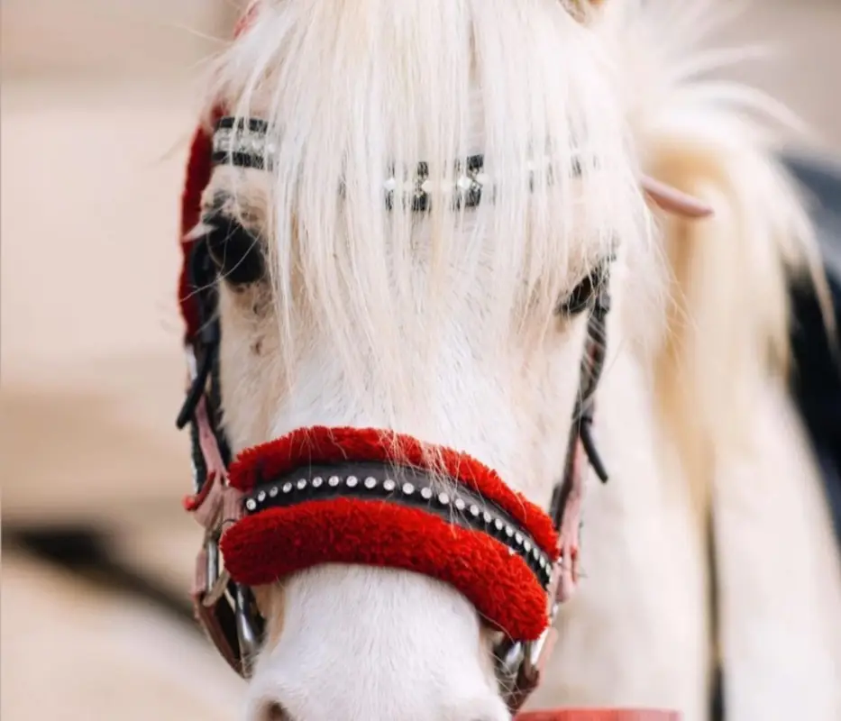 Kingston Riding Centre