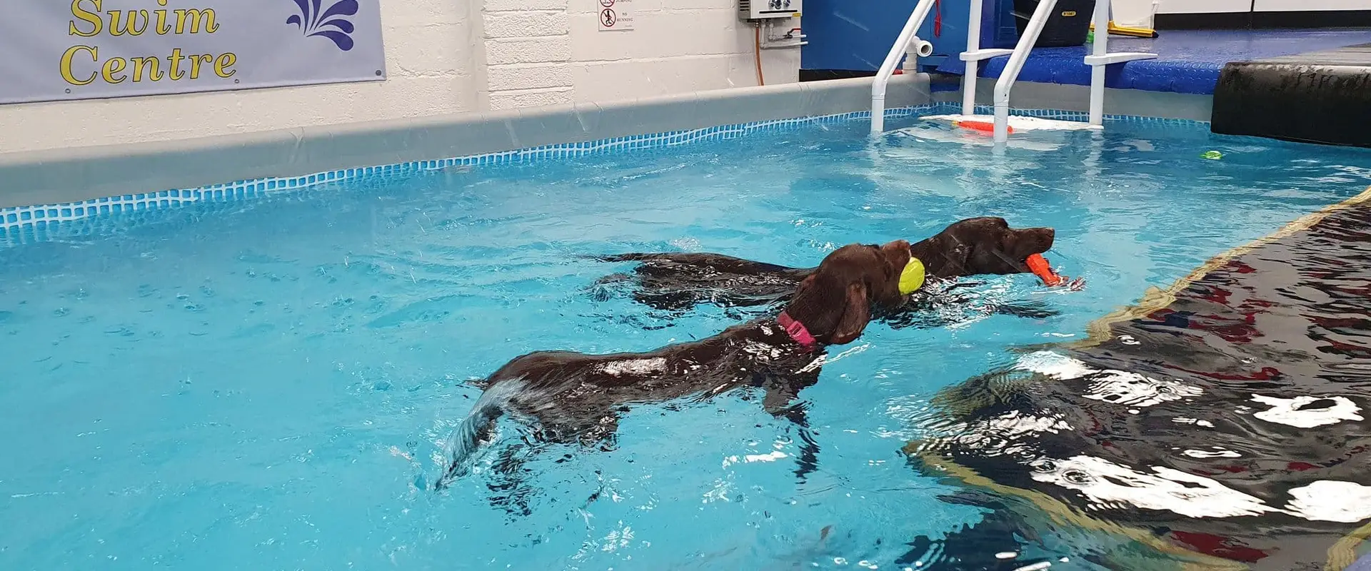 Scoobys Doggy Day Care, Swim Centre & Dog Wash