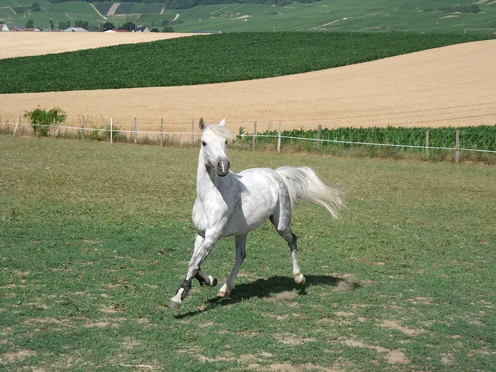 Livestock Des Briards