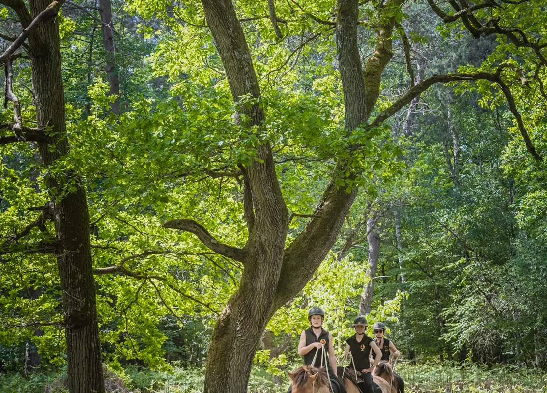 Henson Pays de Fontainebleau - Balades à cheval