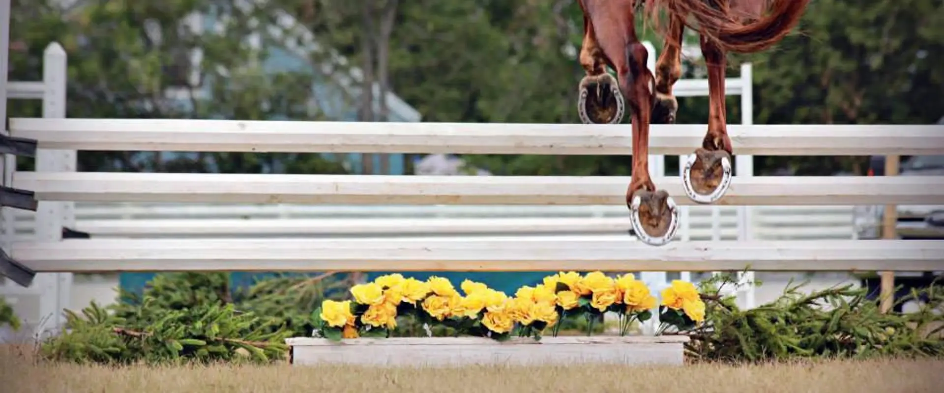 Reaching Strides Equestrian Centre